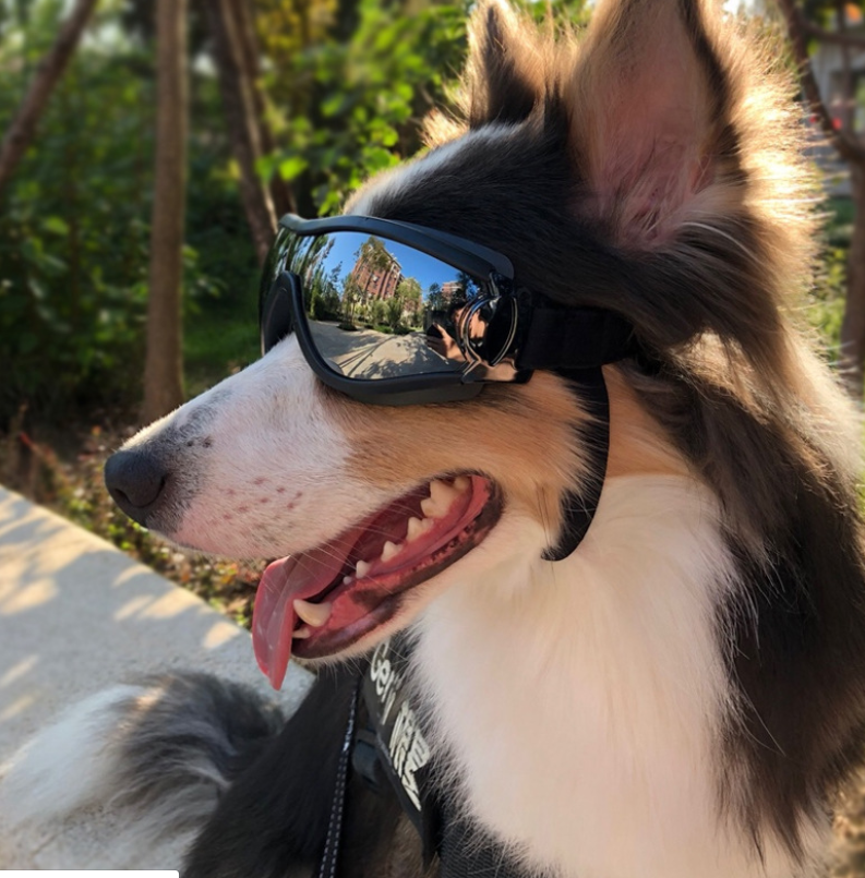 Pet Googles Waterproof Windproof UV Protected