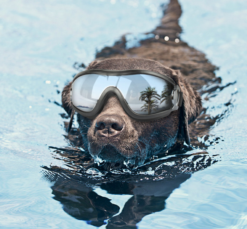 Pet Googles Waterproof Windproof UV Protected