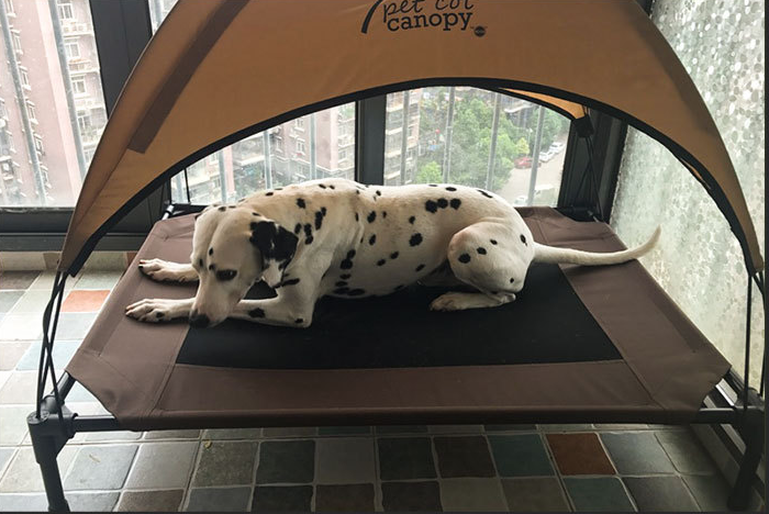 Pet Oxford Camp Bed